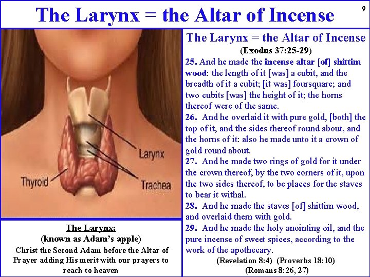 The Larynx = the Altar of Incense 9 The Larynx = the Altar of