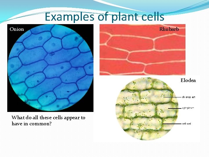 Examples of plant cells Onion Rhubarb Elodea What do all these cells appear to