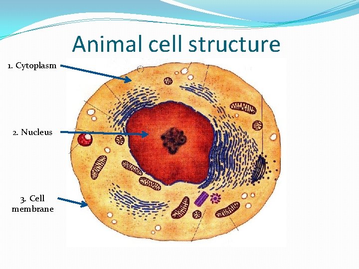 Animal cell structure 1. Cytoplasm 2. Nucleus 3. Cell membrane 