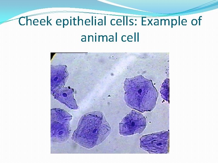 Cheek epithelial cells: Example of animal cell 