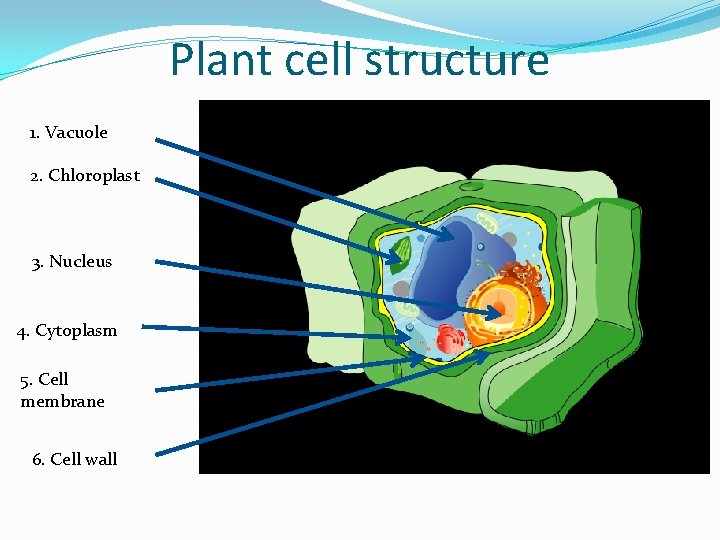 Plant cell structure 1. Vacuole 2. Chloroplast 3. Nucleus 4. Cytoplasm 5. Cell membrane