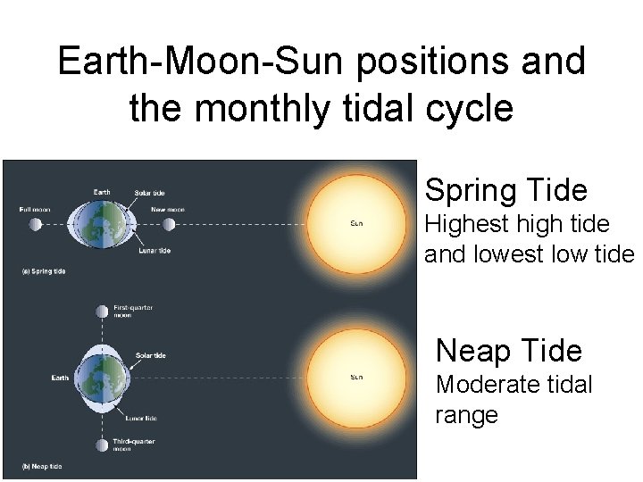 Earth-Moon-Sun positions and the monthly tidal cycle Spring Tide Highest high tide and lowest