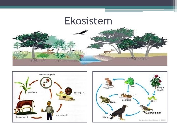Ekosistem 