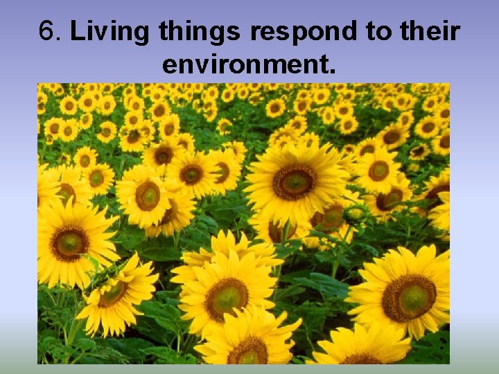 6. Living things respond to their environment. 