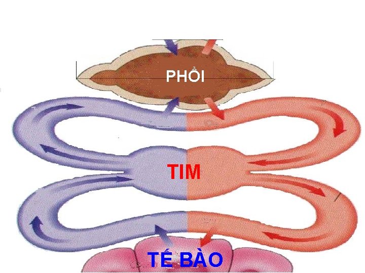 PHỔI TIM TẾ BÀO 