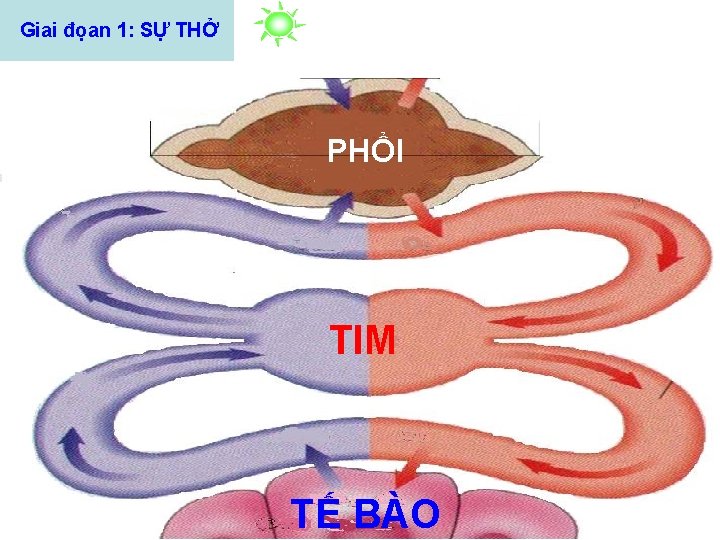 Giai đọan 1: SỰ THỞ PHỔI TIM TẾ BÀO 