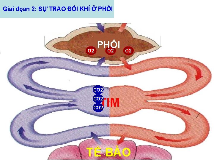 Giai đọan 2: SỰ TRAO ĐỔI KHÍ Ở PHỔI O 2 O 2 CO