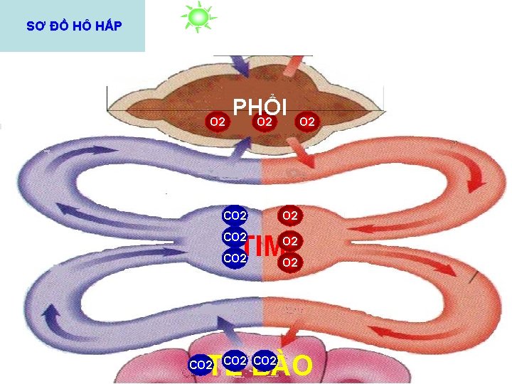 SƠ ĐỒ HÔ HẤP O 2 PHỔI O 2 CO 2 O 2 TIM