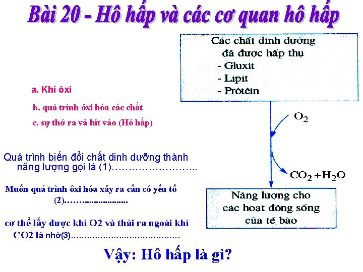 a. Khí ôxi b. quá trình ôxi hóa các chất c. sự thở ra