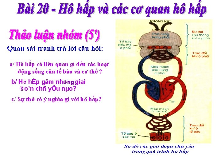 Quan sát tranh trả lời câu hỏi: a/ Hô hấp có liên quan gì