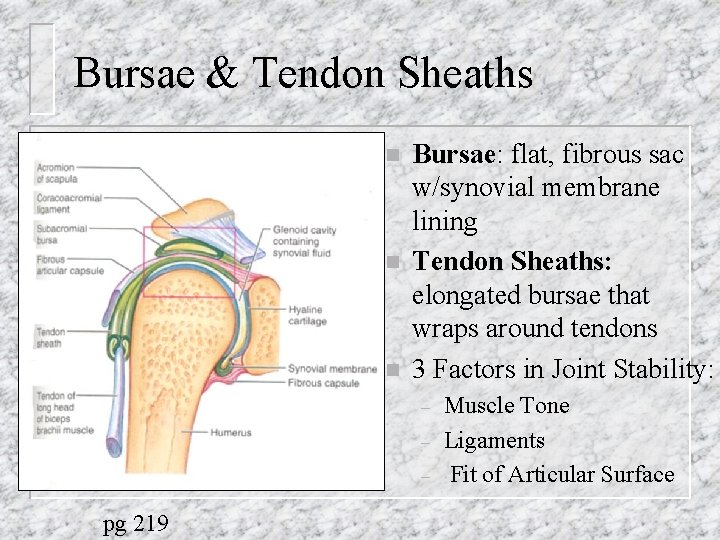 Bursae & Tendon Sheaths n n n Bursae: flat, fibrous sac w/synovial membrane lining