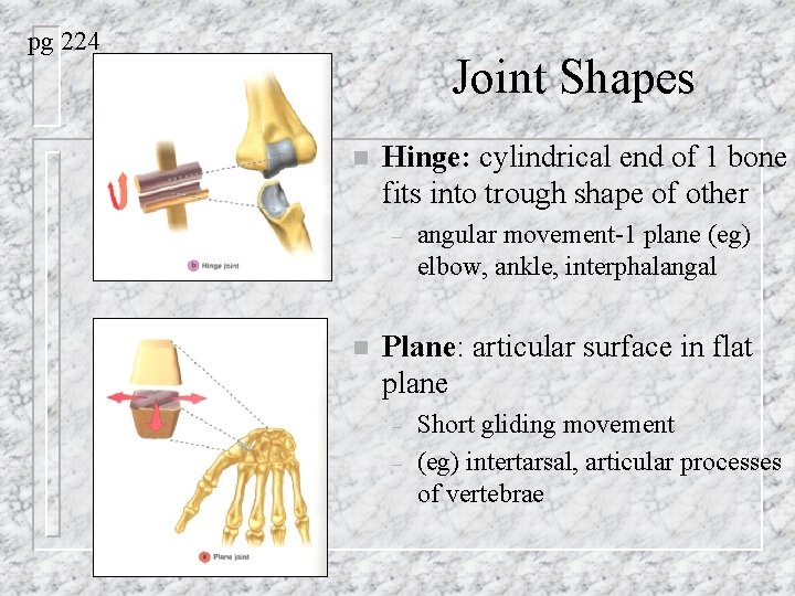 pg 224 Joint Shapes n Hinge: cylindrical end of 1 bone fits into trough