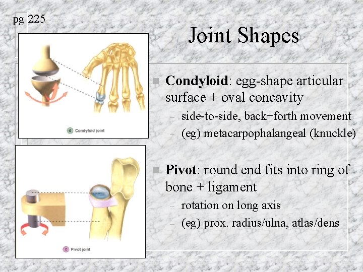 pg 225 Joint Shapes n Condyloid: egg-shape articular surface + oval concavity – –