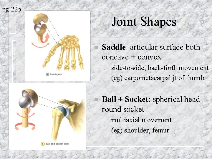 pg 225 Joint Shapes n Saddle: articular surface both concave + convex – –