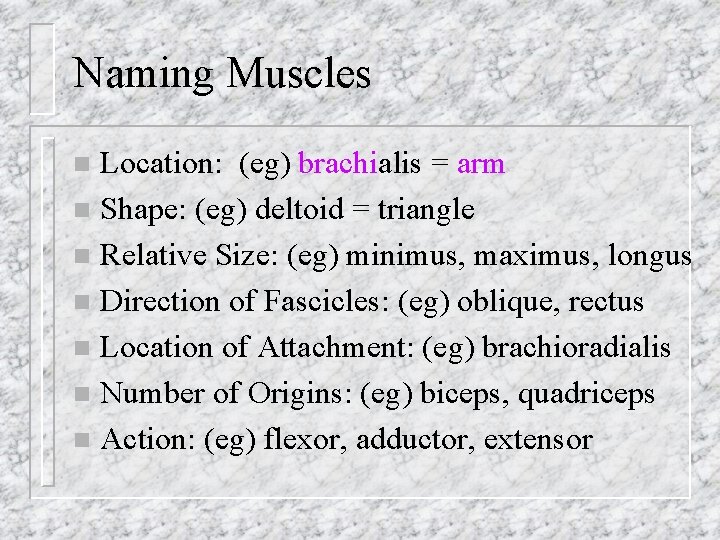 Naming Muscles Location: (eg) brachialis = arm n Shape: (eg) deltoid = triangle n