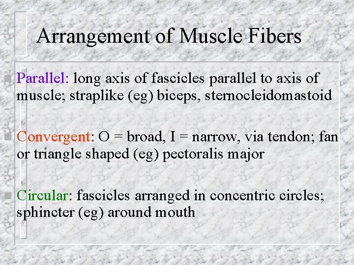 Arrangement of Muscle Fibers n Parallel: long axis of fascicles parallel to axis of