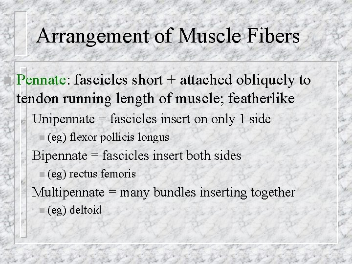 Arrangement of Muscle Fibers n Pennate: fascicles short + attached obliquely to tendon running