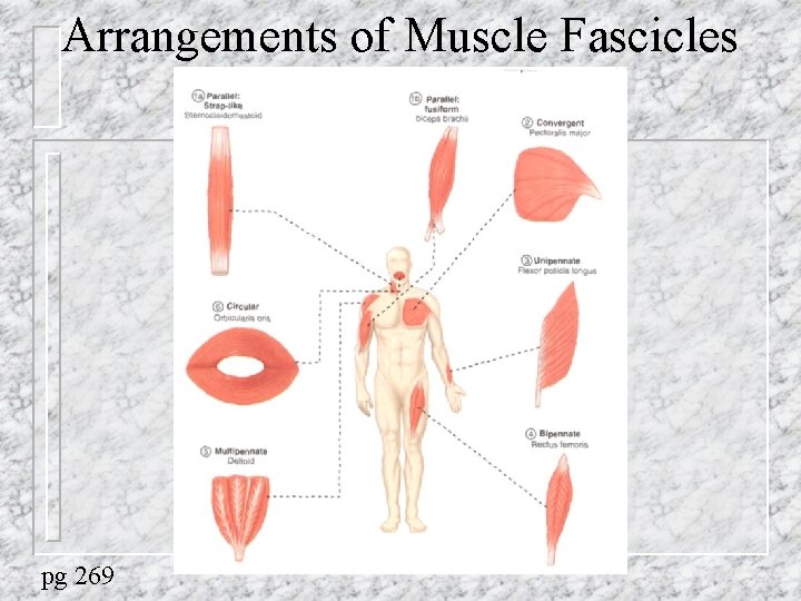 Arrangements of Muscle Fascicles pg 269 
