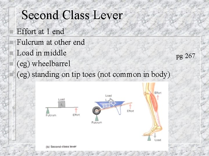 Second Class Lever n n n Effort at 1 end Fulcrum at other end