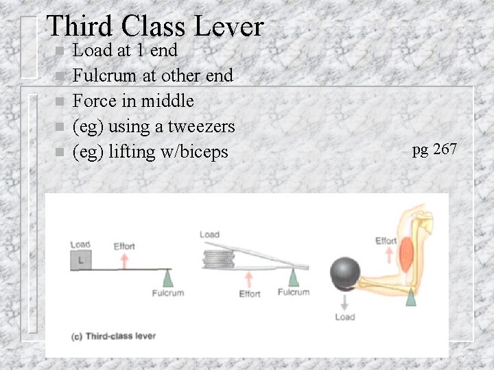 Third Class Lever n n n Load at 1 end Fulcrum at other end