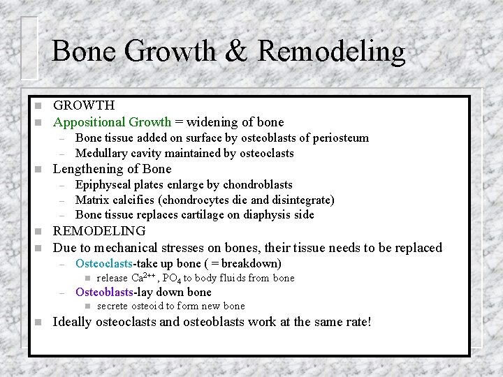 Bone Growth & Remodeling n n GROWTH Appositional Growth = widening of bone –