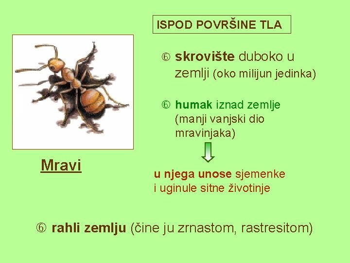 ISPOD POVRŠINE TLA skrovište duboko u zemlji (oko milijun jedinka) humak iznad zemlje (manji