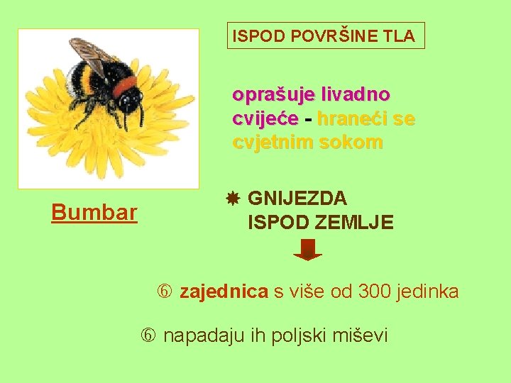 ISPOD POVRŠINE TLA oprašuje livadno cvijeće - hraneći se cvjetnim sokom Bumbar GNIJEZDA ISPOD