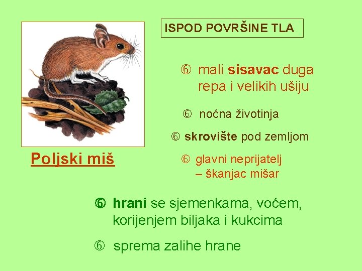 ISPOD POVRŠINE TLA mali sisavac duga repa i velikih ušiju noćna životinja skrovište pod