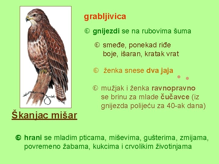 grabljivica gnijezdi se na rubovima šuma smeđe, ponekad riđe boje, išaran, kratak vrat ženka