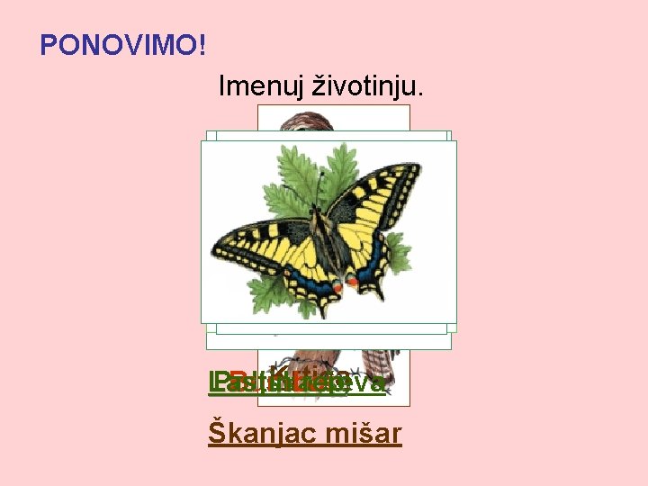 PONOVIMO! Imenuj životinju. Krtica Poljska Bumbar ševa Lastin rep Škanjac mišar 