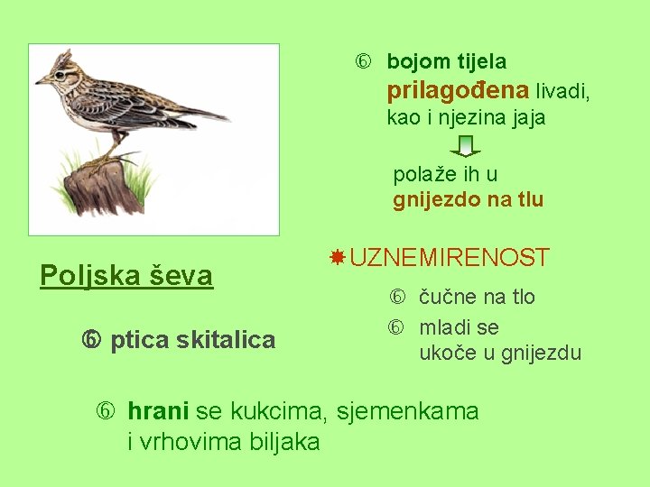  bojom tijela prilagođena livadi, kao i njezina jaja polaže ih u gnijezdo na