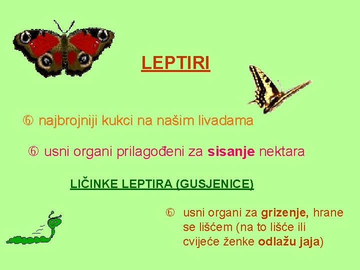 LEPTIRI najbrojniji kukci na našim livadama usni organi prilagođeni za sisanje nektara LIČINKE LEPTIRA