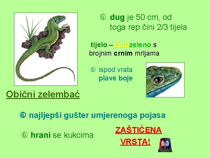  dug je 50 cm, od toga rep čini 2/3 tijela tijelo – žutozeleno