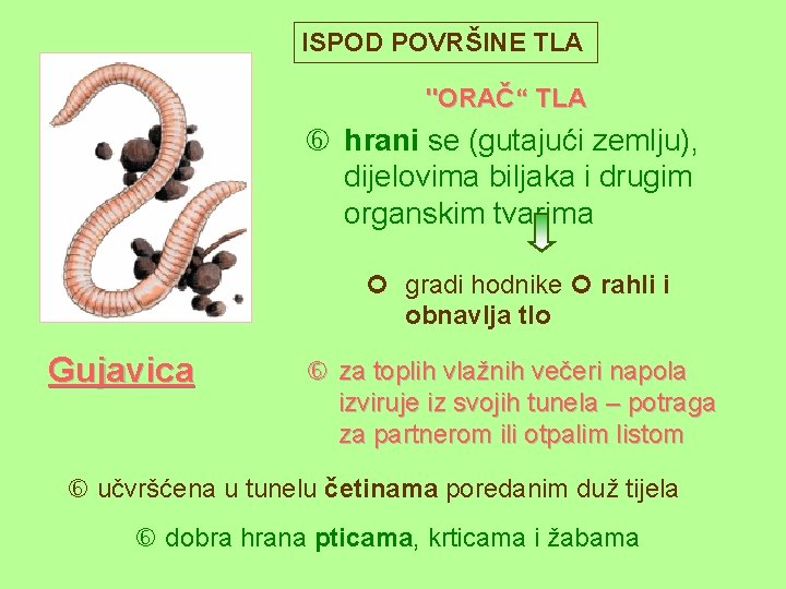 ISPOD POVRŠINE TLA "ORAČ“ TLA hrani se (gutajući zemlju), dijelovima biljaka i drugim organskim