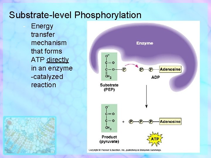 Substrate-level Phosphorylation - Energy transfer mechanism that forms ATP directly in an enzyme -catalyzed