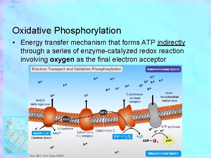 Oxidative Phosphorylation • Energy transfer mechanism that forms ATP indirectly through a series of