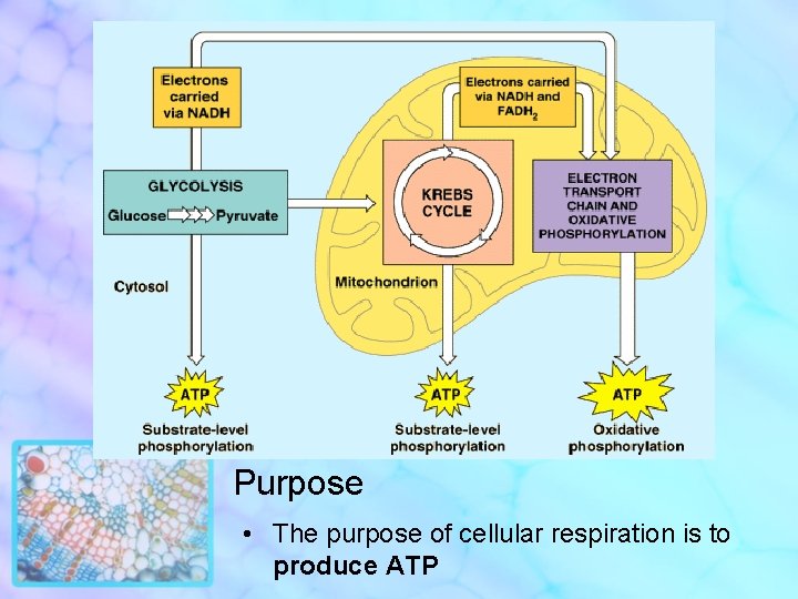 Purpose • The purpose of cellular respiration is to produce ATP 