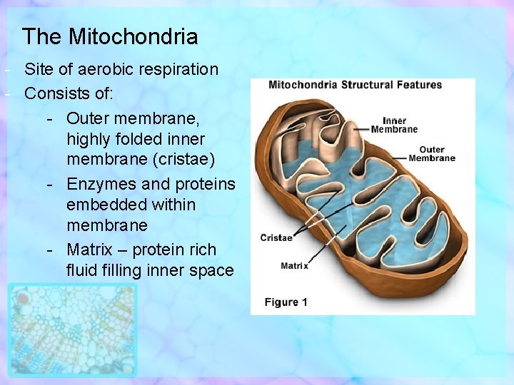 The Mitochondria - Site of aerobic respiration - Consists of: - Outer membrane, highly
