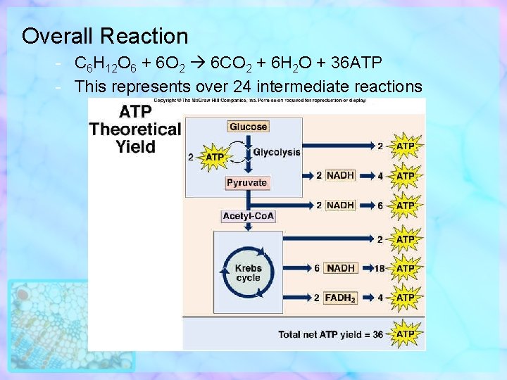 Overall Reaction - C 6 H 12 O 6 + 6 O 2 6
