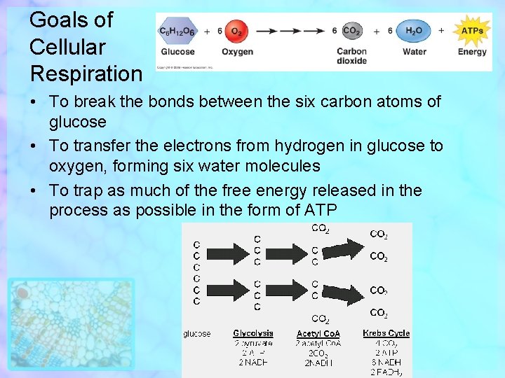 Goals of Cellular Respiration • To break the bonds between the six carbon atoms