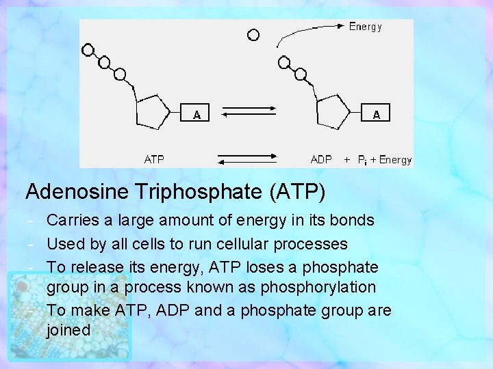 Adenosine Triphosphate (ATP) - Carries a large amount of energy in its bonds -
