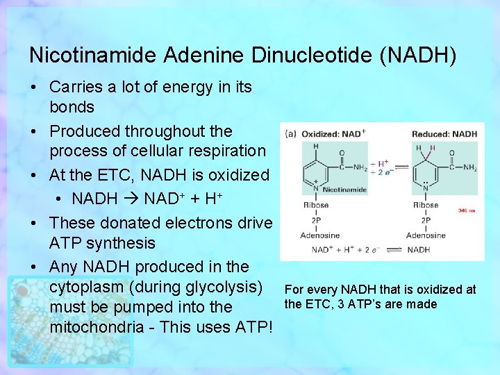 Nicotinamide Adenine Dinucleotide (NADH) • Carries a lot of energy in its bonds •