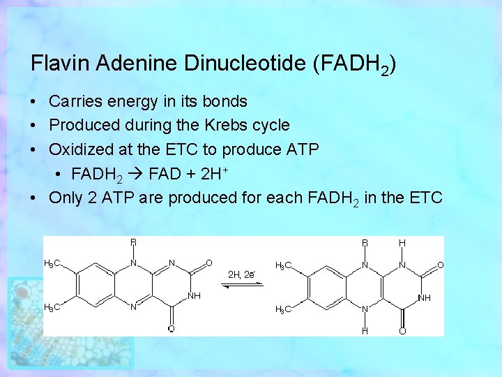 Flavin Adenine Dinucleotide (FADH 2) • Carries energy in its bonds • Produced during