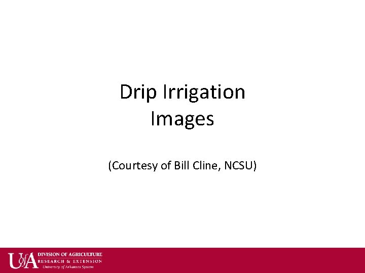 Drip Irrigation Images (Courtesy of Bill Cline, NCSU) 