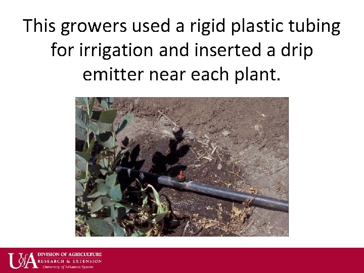 This growers used a rigid plastic tubing for irrigation and inserted a drip emitter