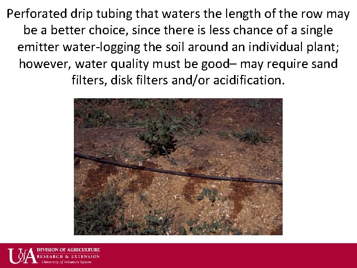 Perforated drip tubing that waters the length of the row may be a better