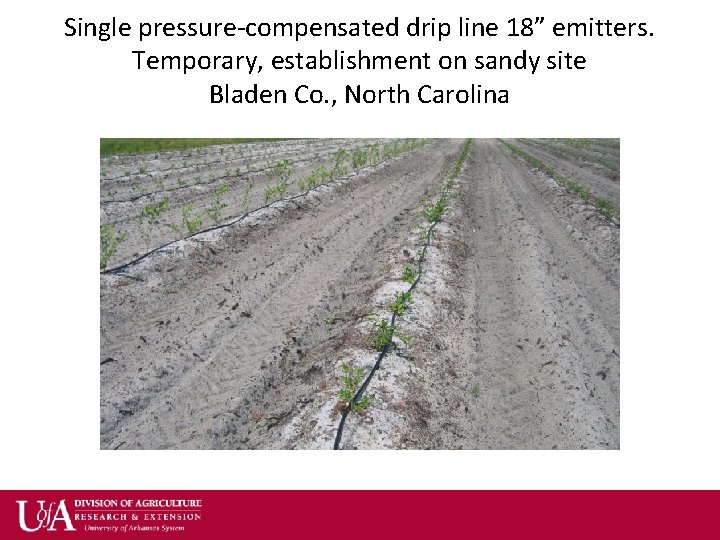 Single pressure-compensated drip line 18” emitters. Temporary, establishment on sandy site Bladen Co. ,