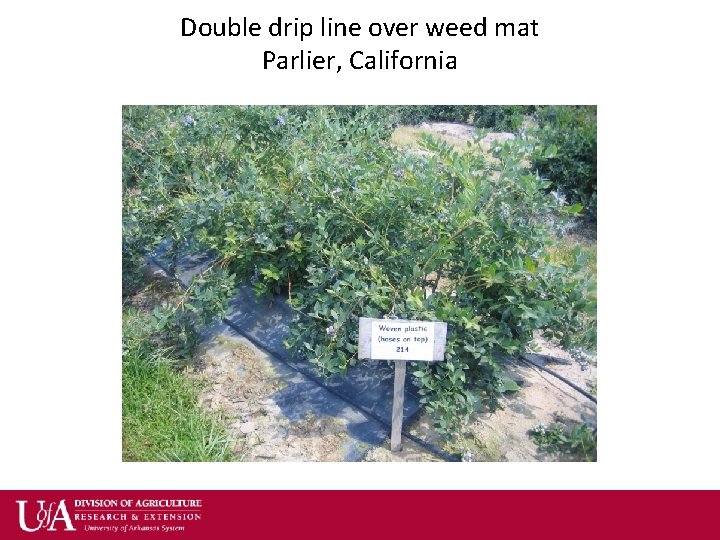 Double drip line over weed mat Parlier, California 