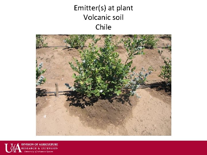 Emitter(s) at plant Volcanic soil Chile 