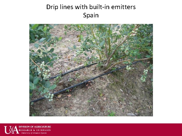 Drip lines with built-in emitters Spain 